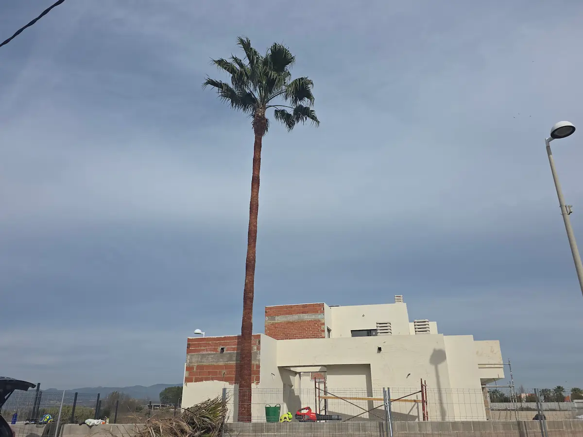 Después poda palmera
